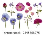 set or collection of pressed flowers isolated over a white background, roses, buds and petals, violets, pansies and lady