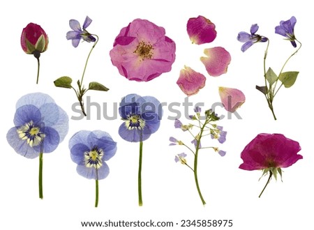 set or collection of pressed flowers isolated over a white background, roses, buds and petals, violets, pansies and lady's smock,  meadow foam herb, cut-out floral herbarium design elements