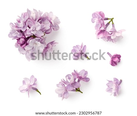 set or collection of small purple lilac flowers isolated over a white background, floral spring design elements with subtle shadows, top view, flat lay	