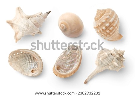 set or collection of small sea shells, a conch, and sea snails over a white background, isolated ocean, summer and vacation design elements, top view, flat lay