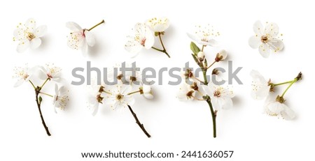 set or collection of white cherry flowers isolated over a transparent background, cut-out seasonal floral spring, nature or fruit tree design elements, twigs, buds and single flowers, top view, PNG