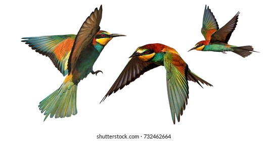 set of color birds in flight isolated on a white background - Powered by Shutterstock