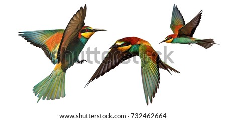 set of color birds in flight isolated on a white background