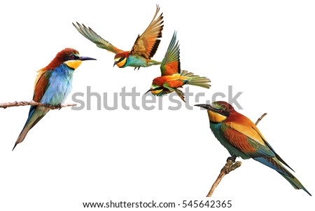 set of colored birds in different poses,birds of paradise, bee-eaters, iridescent colors