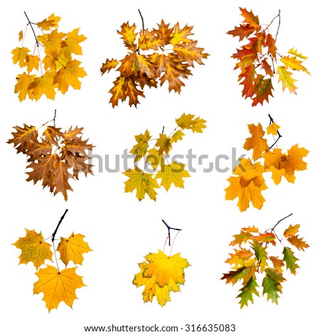 Set of colorful autumn branch isolated on white background.
