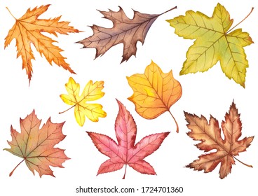 Set colorful autumn leaves  Watercolor illustration isolated white background 