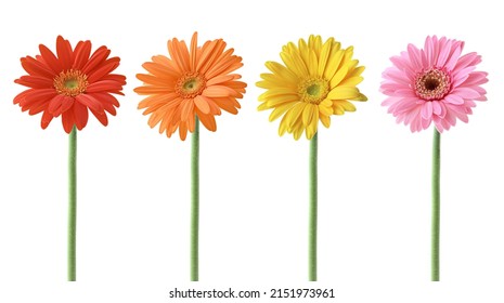 Set of Colorful Gerbera blossoms collection with Red, Orange, Yellow, and  Pink Colors, Isolated on White Background