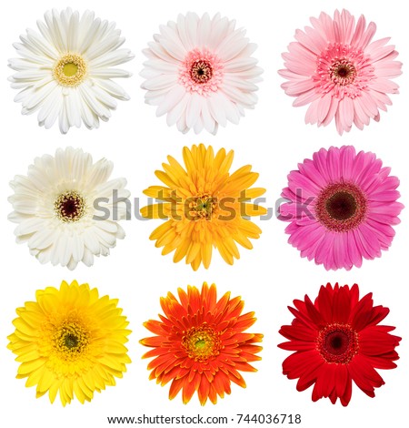 Set of  Colorful Gerbera roses Flowers collection isolated on White Background. Red, Pink, Yellow, White , Orange Colors .studio shot