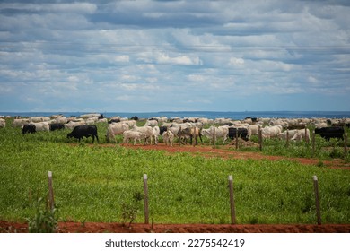 set of colorful images of Brazilian cattle and cow grazing on the farm during the day - Shutterstock ID 2275542419