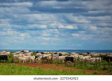 set of colorful images of Brazilian cattle and cow grazing on the farm during the day - Shutterstock ID 2275542421