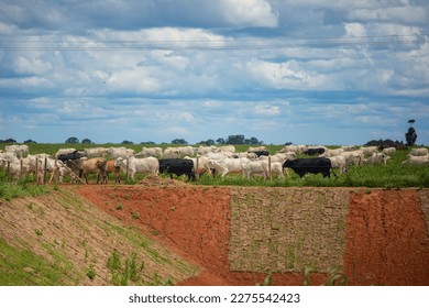 set of colorful images of Brazilian cattle and cow grazing on the farm during the day - Shutterstock ID 2275542423