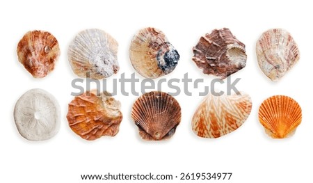 Set of colorful seashells, objects isolated on white background. Close up natural scallop, shell of mollusk with soft shadow, marine style, organic shapes and macro textural details, sea life design