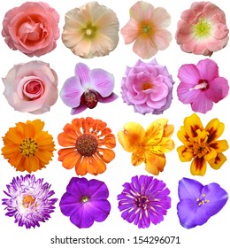 Set of colorful seasonal blooms 