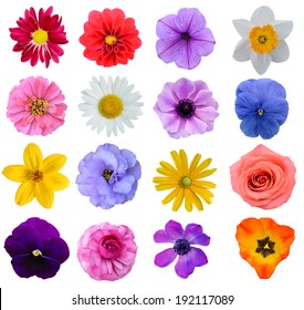 Set of colorful seasonal blooms
