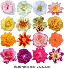 Set of colorful seasonal blooms 