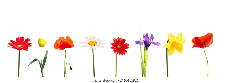 Set of colorful spring flowers in a row, including daisy, gerbera, tulip, iris, daffodil an poppy, isolated on white panoramic 