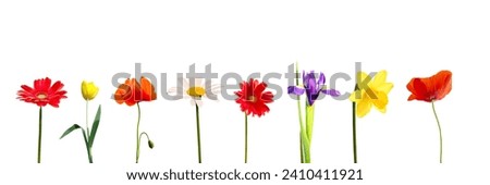 Set of colorful spring flowers in a row, including daisy, gerbera, tulip, iris, daffodil an poppy, isolated on white panoramic 