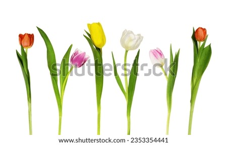 Set of colorful tulip flowers isolated on white