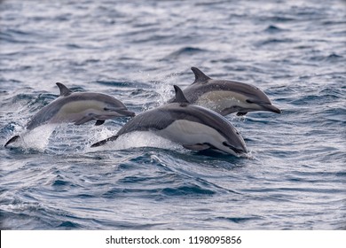 A set of common dolphins jump out of the water in the Ocean