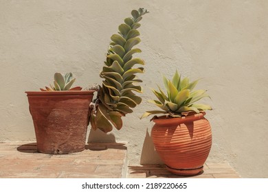 Set Composed Of Two Pots With Succulent Plants, Cacti, On A Floor Made Of Brick Blocks And In The Background A Cement Wall In Neutral Tones. Contemporary, Simplicity, Neutral, Outdoor Garden Concept