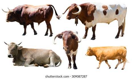 Set of cows. Isolated over white  background 