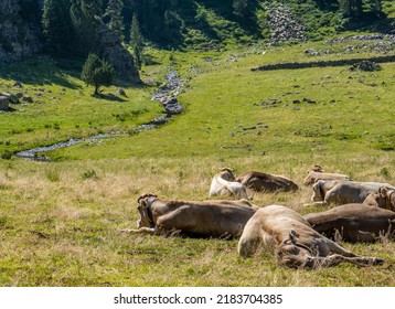 Set of cows sleeping and resting in a meadow in the Aragonese Pyrenees with a river in the background.
