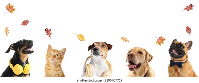 Set Of Cute Animals And Autumn Leaves On White Background