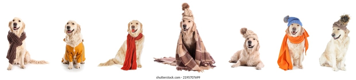 Juego de perros lindos con ropa de abrigo sobre fondo blanco