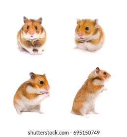 Set Of Cute Funny Syrian Hamsters In Different Poses (isolated On White)