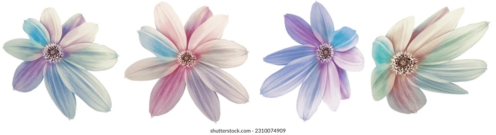Set  dahlias flowers  on white isolated background. Closeup.  For design.   Nature. 