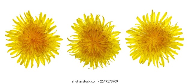 Set Dandelion Yellow Flower Isolated On White 