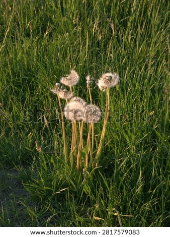 A set of dandelions glowing in the light of the setting sun. The golden hue making appear as if they were shining on their own. Fresh and green grass works as a beautiful contrast, compleating the atmosphere.