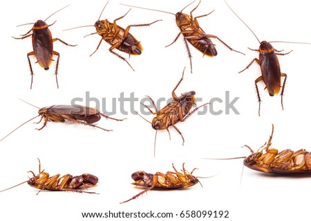 Set of  dead Cockroach and Roach eggs on white background.