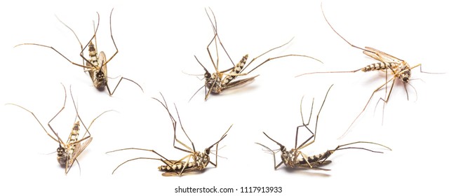 Set Of Dead Mosquito On White Background.