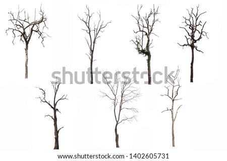 Set of Dead tree or dried tree isolated on white background.Clipping path.