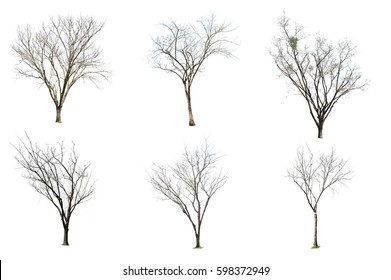 48,504 Tall winter trees Images, Stock Photos & Vectors | Shutterstock