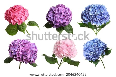 Set with delicate beautiful hortensia flowers on white background 
