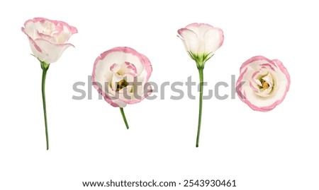 Set of Delicate Eustoma flowers with pink border isolated on white background. Design element for creating floral arrangements, collages, frames, cards, invitations. Side and top view.