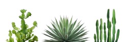 Set Of Desert Plants Isolated On White Background With Clipping Path