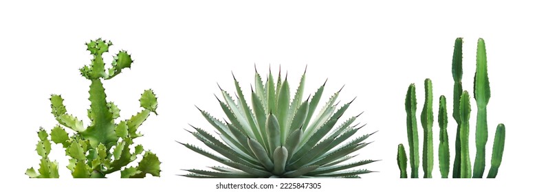 Set of Desert Plants Isolated on White Background with Clipping Path
