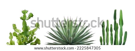 Set of Desert Plants Isolated on White Background with Clipping Path