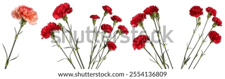 A set of die cut red carnations on a white isolated background. National Carnation Day concept