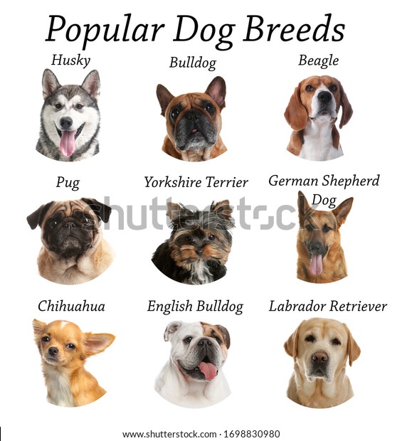 Popular dog breed : 8 094 images, photos et images vectorielles de ...