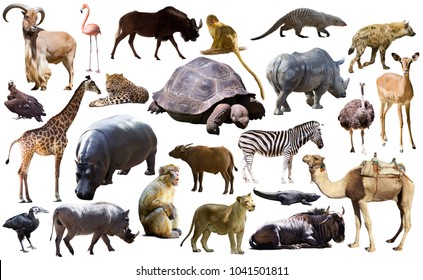 Set of different African animals isolated over white - Powered by Shutterstock