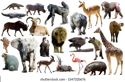 Set Different African Animals Isolated Over Stock Photo 464662286 ...