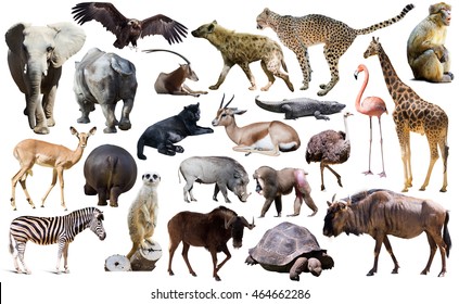 Set Different African Animals Isolated Over Stock Photo 464662286 ...