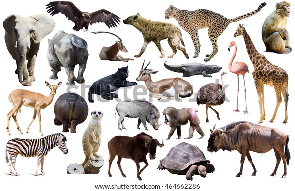 Set Different African Animals Isolated Over Stock Photo 464662286 ...