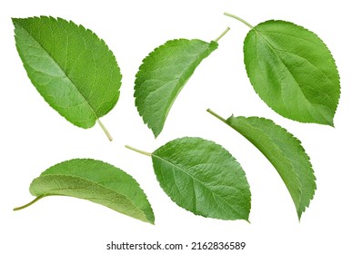 Set of different apple leaf isolated on white background. Collection apple leaf. Apple leaf clipping path - Shutterstock ID 2162836589