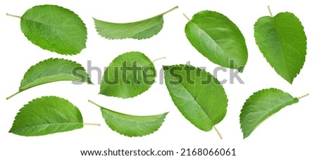 Set of different apples leaf Isolated on white background. Organic fresh green apple leaves isolated on white. Full depth of field
