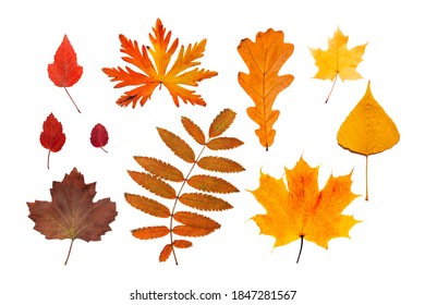 Set Different Autumn Leaves Isolated On Stock Photo (Edit Now) 1847281567